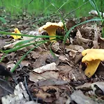 Planina Apartman