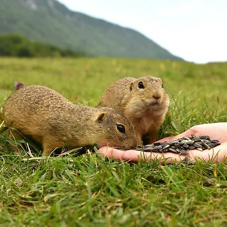 Planina Predná Hora *