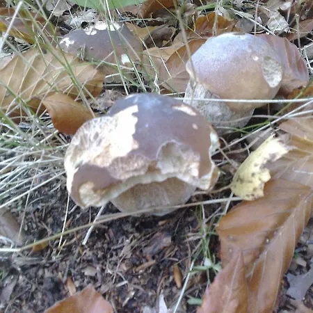 Planina Apartmán Predna Hora