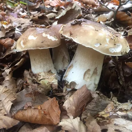 Planina * Predna Hora