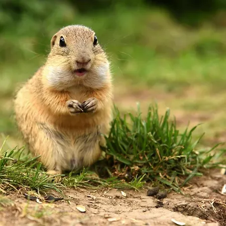 Planina Apartman Murányhuta