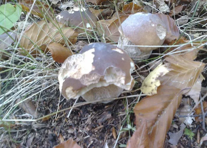 Planina شقة بريدنا هورا