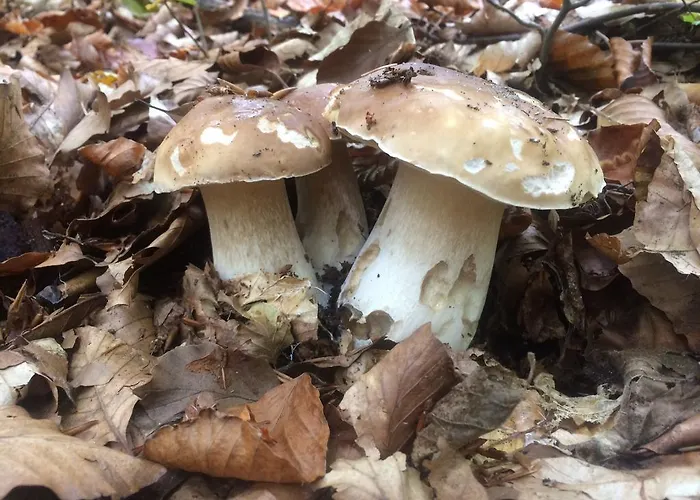 Planina * プレドナ・ホラ