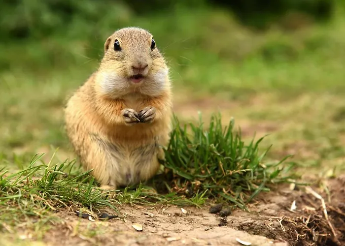 Planina アパート プレドナ・ホラ